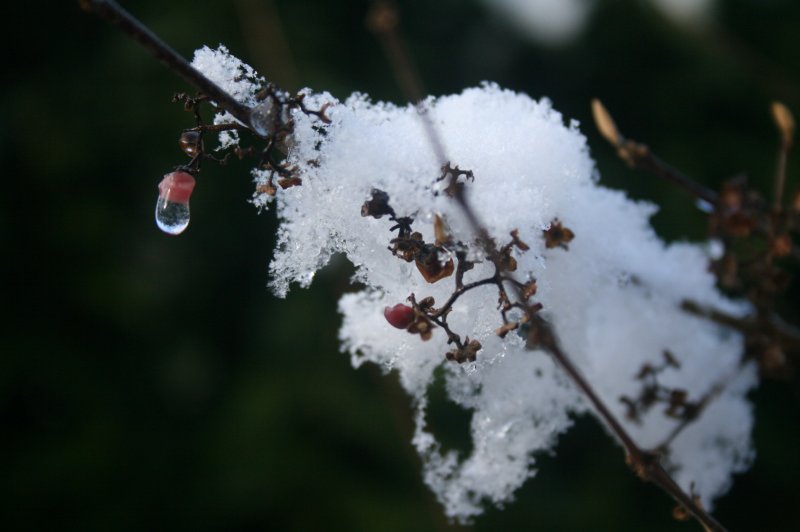 2010 Neige sur Callicarpa.Gerard Huet